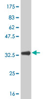 WB - NR3C1 Antibody (monoclonal) (M01) AT3105a